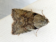 Calathusa basicunea