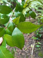 Syzygium smithii