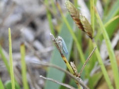 Xyphon reticulatum