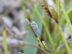Xyphon reticulatum
