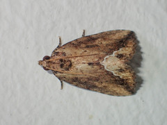 Etanna breviuscula