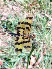 Rhyothemis graphiptera