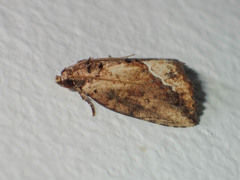 Etanna breviuscula