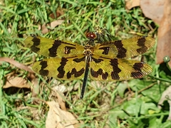 Rhyothemis graphiptera