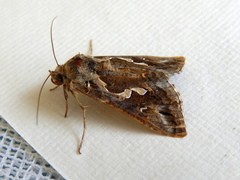 Chrysodeixis argentifera