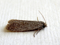 Conoeca guildingi