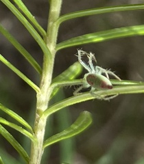 Araneus talipedatus