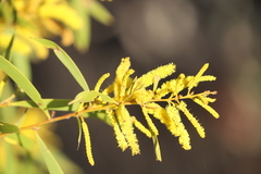 Acacia hemsleyi