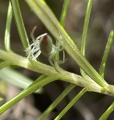 Araneus talipedatus