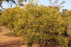 Acacia hemsleyi