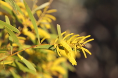 Acacia hemsleyi