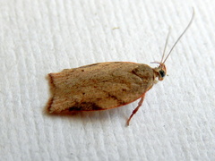 Euchaetis
