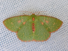 Eucyclodes metaspila