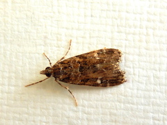 Eudonia protorthra