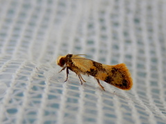 Euphiltra celeteria