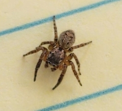Mexigonus morosus