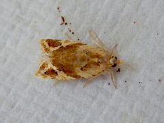 Euphona euphona