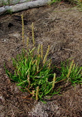 Plantago maritima juncoides