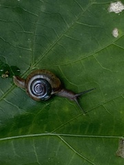 Macrochlamys kelantanensis