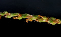 Plantago maritima juncoides