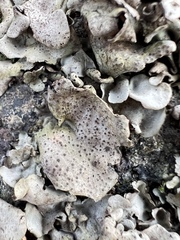 Dermatocarpon miniatum