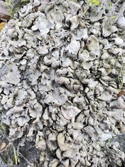 Dermatocarpon miniatum