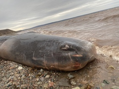 Physeter macrocephalus