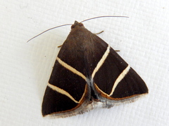Grammodes justa