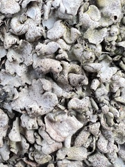 Dermatocarpon miniatum