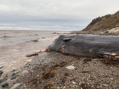 Physeter macrocephalus