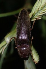 Hemicrepidius nemnonius