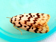 Hectobrocha pentacyma