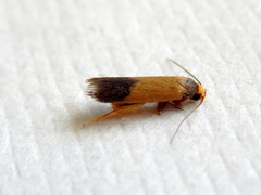 Heteroteucha dichroella