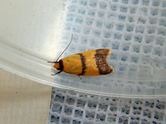 Heteroteucha translatella