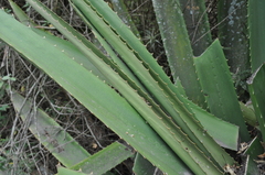 Furcraea andina