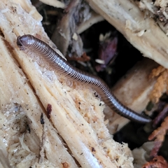 Parajulidae