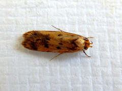 Hofmannophila pseudospretella
