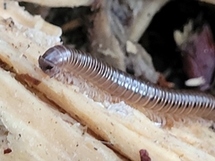Parajulidae
