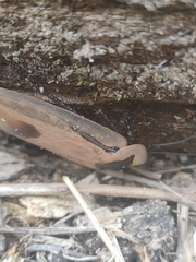 Blaberinae