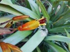 Phormium cookianum
