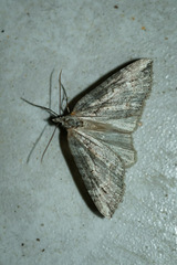 Arrayanaria arenosa
