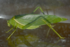 Paracaedicia serrata