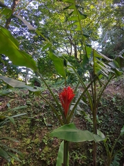 Musa coccinea