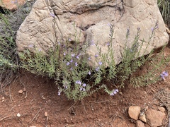 Hedeoma hyssopifolia