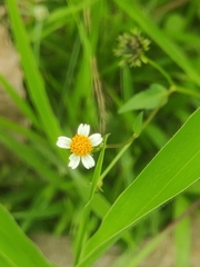 Galinsoga parviflora