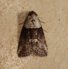 Calathusa hypotherma