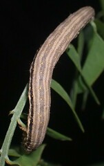 Catocala nuptialis