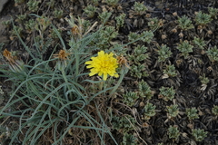 Takhtajaniantha austriaca