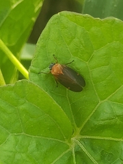 Prosapia ignifera