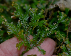 Selaginella australiensis